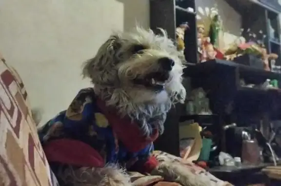 Perro Perdido en Pachuca: Ayuda Urgente