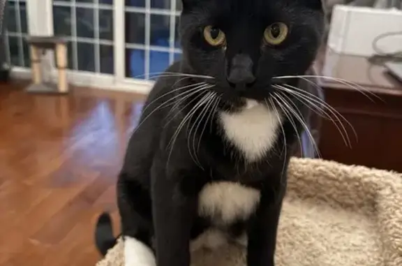 Lost Tuxedo Cat: Help Find Him!