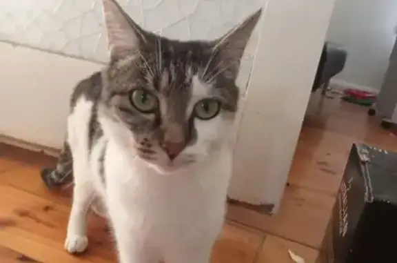 Found: Grey & White Cat on McCusker Ave