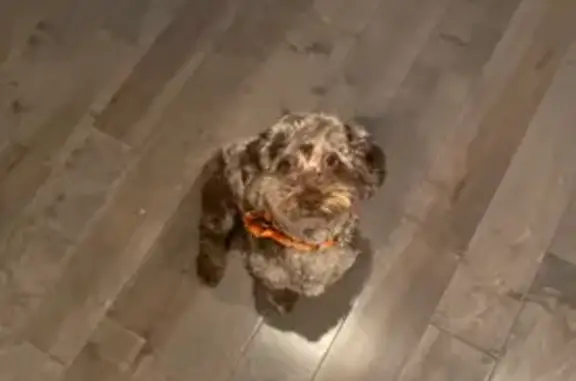 Lost Poodle: Brown/Black Mix in NYC