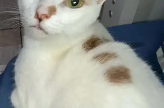gato desaparecida