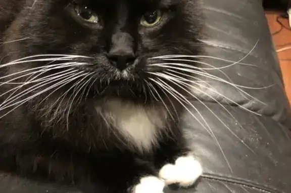 Lost 3-Legged Cat Near Waikiki Hospital