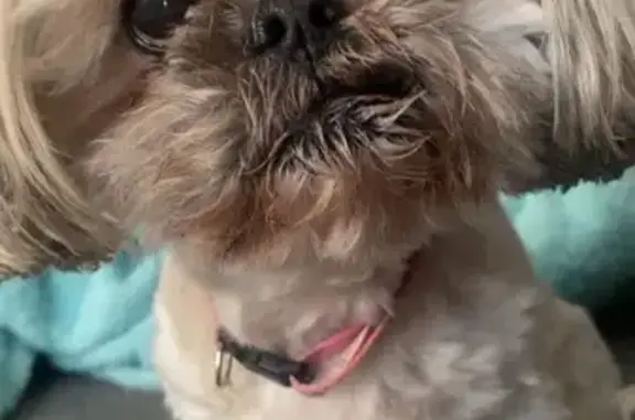 Found: Small White/Tan Dog in Conway, AR