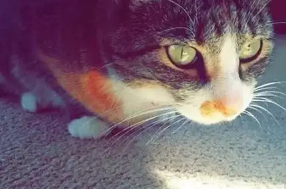 Lost Tabby Cat: Hossler Rd, Rapho Twp