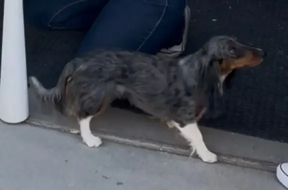 Lost Dapple Dachshund in Buckeye Area