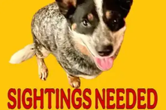 Lost Blue Heeler: Sightings Needed!