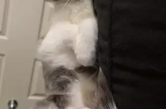 Lost Cat 'Sequence' in Columbia, MO