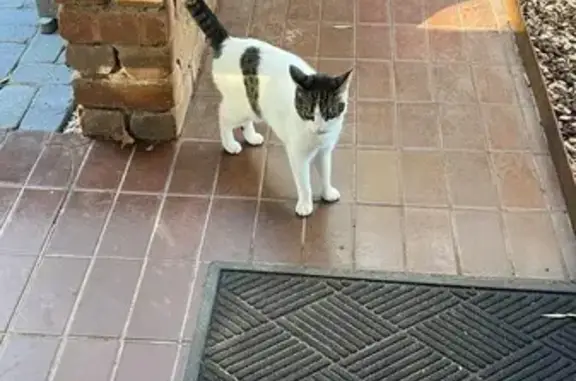 Found: Unique Cat on Portrush Rd, Adelaide