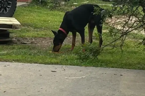 Found Doberman: Red Collar, Apache St.