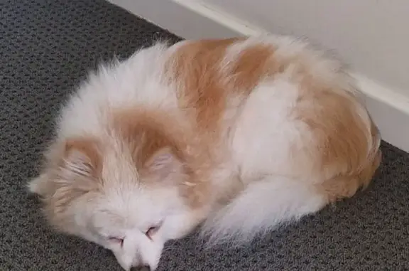 Lost Toothless Pomeranian in Newcastle