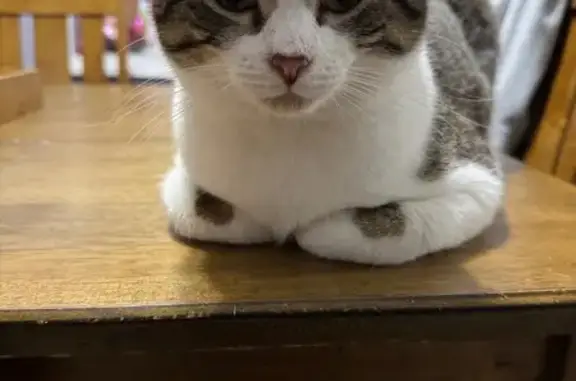 Lost Brown Tabby Cat: Melton St, 35578