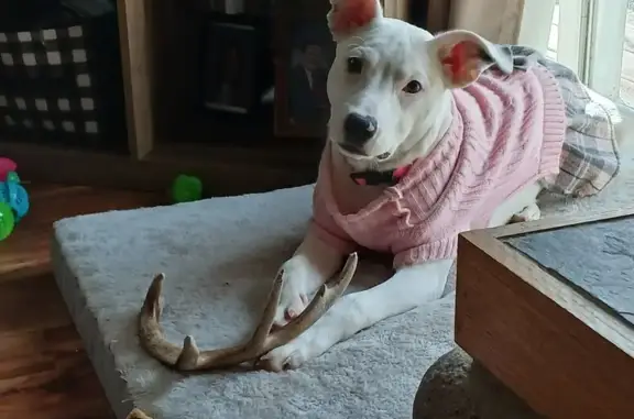 Lost Dog: White with Black Spots - Mukwa
