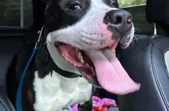 Found: Black & White Male Dog, Patty Ct SE