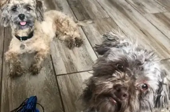Lost Dogs: Small, Collared at Starfish Bay
