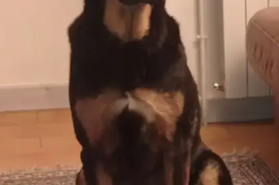 Animaux perdus , photo: Chienne croisée volée, Bussy-en-Othe