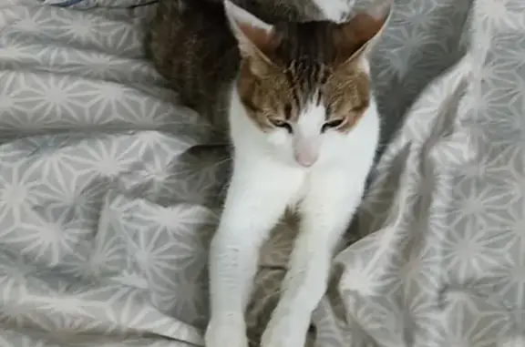 Chat perdu, Saint-Laurent-sur-Sèvre, photo: Chat perdu trigré/blanc, craintif, St-Laurent