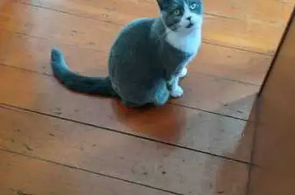 Lost British Shorthair on Douglas St!