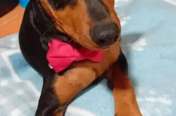 Perro Pincher Perdido en Porriño, Galicia