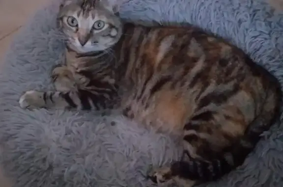 ¡Gata perdida en Los Álamos, Torremolinos!