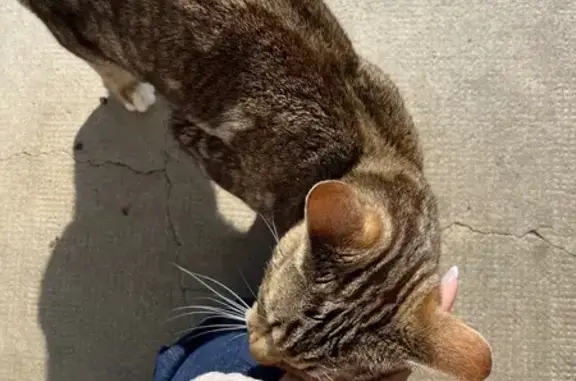 Chat jeune et câlin trouvé à Saint-Léonard - photo