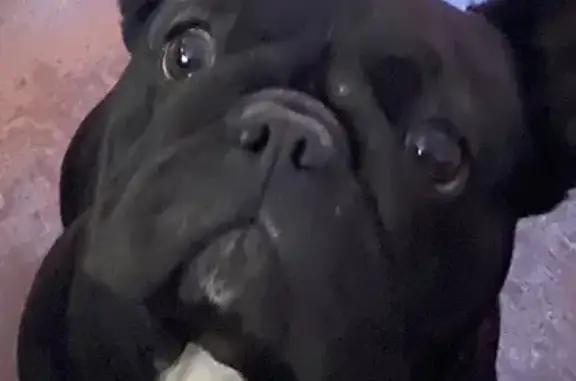 Lost Black Dog: Help Bring Her Home!