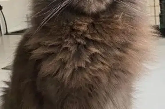 Chat perdu, Tours, photo: Main Coon gris perdu, Rue de Chinon, Tours