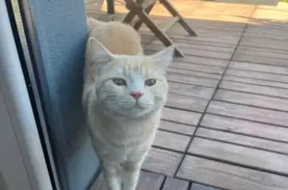 Chat trouvé Rue des Roses, Schiltigheim - photo