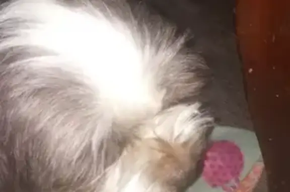 Help Find Coco: Missing Dog in Houston
