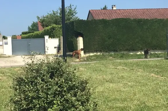 Chien trouvé , photo: Chiens errants à Lindry, rue Petite Vallée