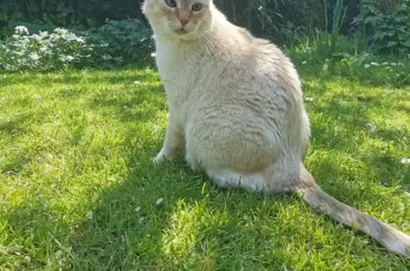 Animaux perdus Jard-sur-Mer, photo: Chat crème perdu à Jard-sur-Mer