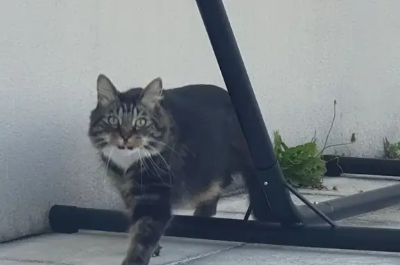 Chat perdu à Saint-Coulomb : tigré tricolore - photo