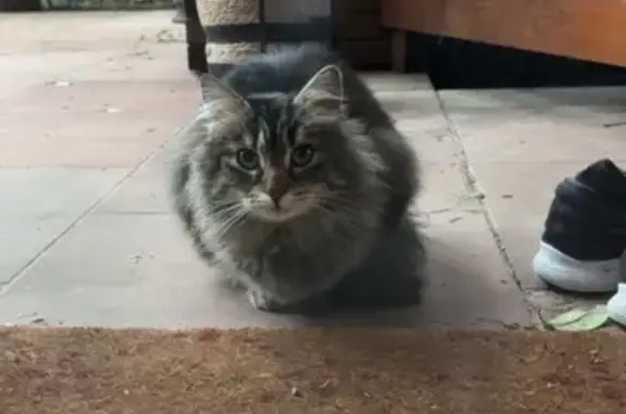 Animaux trouvés Haguenau, photo: Chat tricolore câlin trouvé à Haguenau