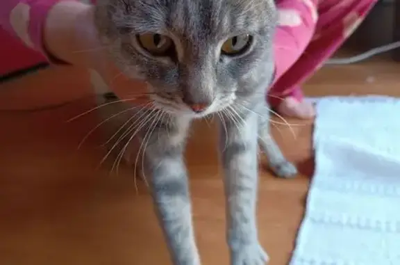 Animaux trouvés La Rochelle, photo: Chatte grise trouvée, yeux jaunes, La Rochelle
