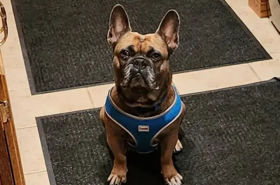 Lost French Bulldog: Help Find Saint!