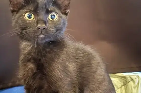 Lost Black Cat with Unique Fur Stripes