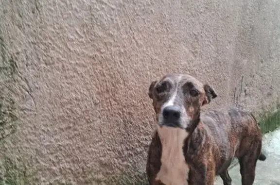 cachorro encontrada
