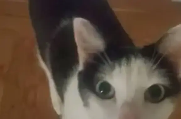 Lost Cat: Black & White, Yellow Eyes