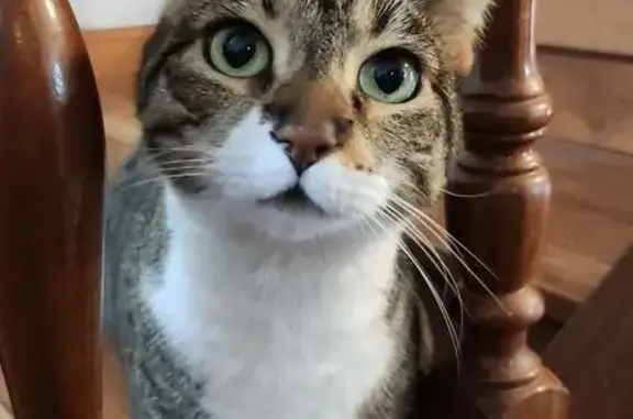 Gato Perdido: Rayas Pardas y Vientre Blanco