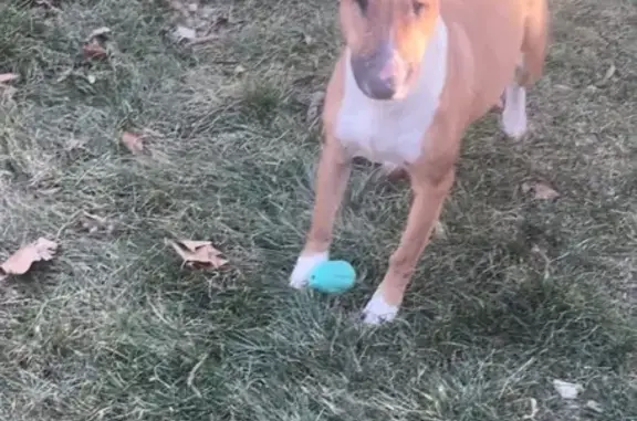 Lost Beige Dog: Harshaw Dr, Indy
