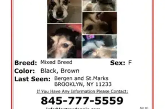 Lost: Timid 14-Year-Old Dog in Brooklyn