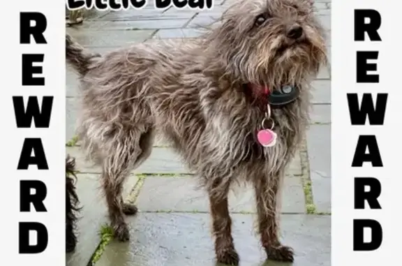 Lost Shaggy Dog on Ocean Avenue