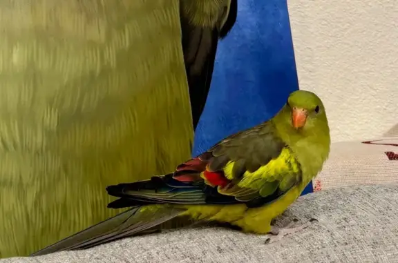Help Find Phoebe: Lost Parrot, $1000+ Reward