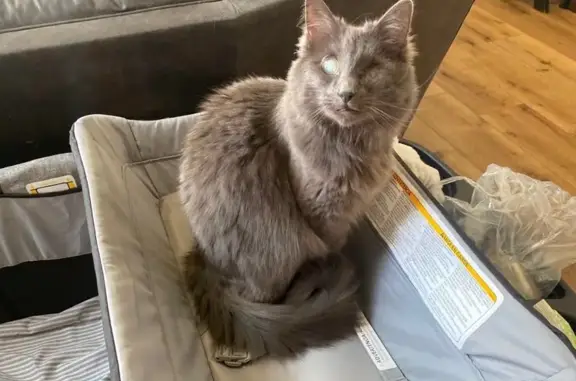 Lost Blind Gray Cat in West Point, UT