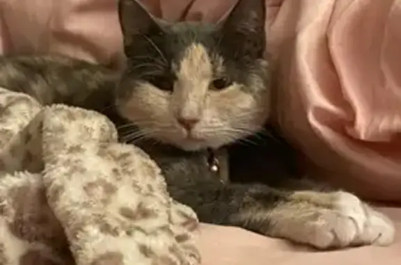 Lost Cat: Grey with Tabby Markings