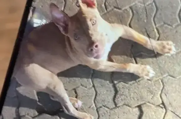 Lost Gold & White Dog on Taylor Ave
