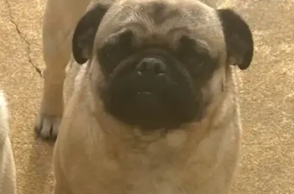 Lost Fawn Pug Puppy on Woodsage Dr