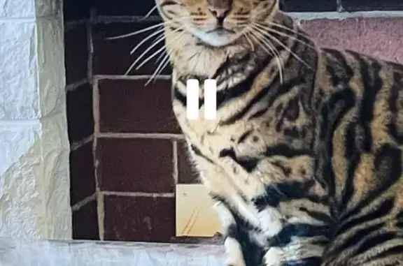 Bengal Cat Lost on W 2nd St, Hamilton