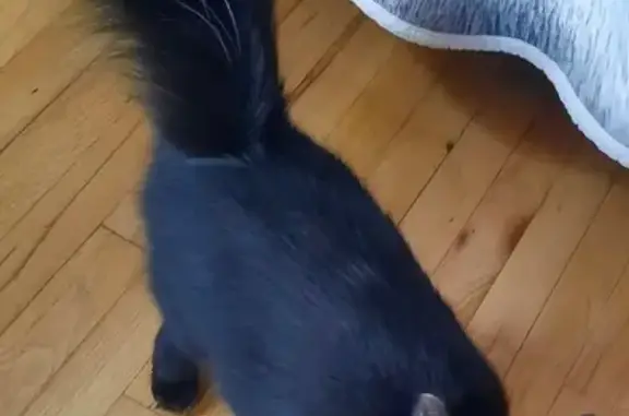 Lost Black Cat on Main St, Kings Park