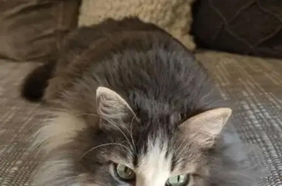 Lost Cat: Grey & White Near Sterne Pkwy