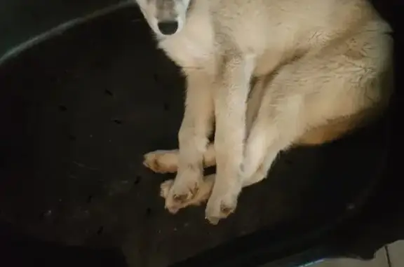Animaux perdus , photo: Husky femelle 4 mois perdue à Landivy